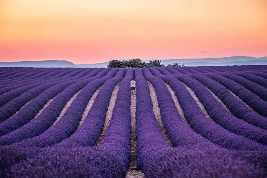 Plateau de Valensole